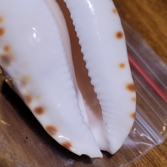 Cypraea (Zoila) mariginata (consueta) - Picture 7 of 8